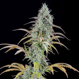 AK Automatic (Spliff Seeds) feminiserade