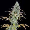 AK Autoflower (Spliff Seeds) Feminiserade
