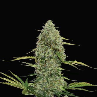 Mega Power Plant Automatic (Spliff Seeds) feminiserade cannabisfr&ouml;n