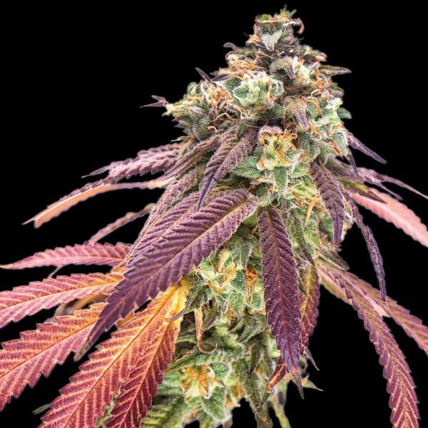 Amnesiac Autoflower (Spliff Seeds) Feminiserade