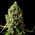 Amnesiac (Spliff Seeds) Feminiserade