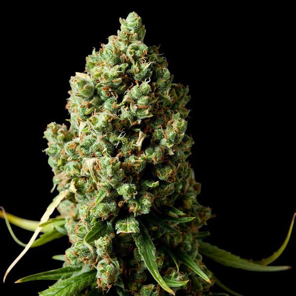 Amnesiac (Spliff Seeds) Feminiserade