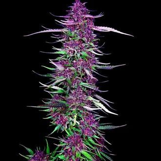Purple Berry Kush (Spliff Seeds) Feminiserade