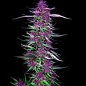 Purple Berry Kush (Spliff Seeds) Feminiserade