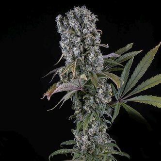 Spliff Cheese Automatic (Spliff Seeds) feminiserade