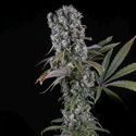 Spliff Cheese Autoflower (Spliff Seeds) Feminiserade
