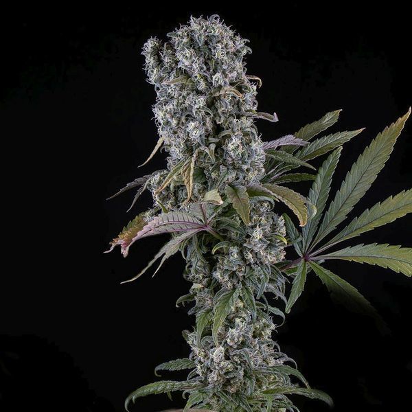 Spliff Cheese Autoflower (Spliff Seeds) Feminiserade