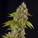 Girl Scout Cookies Autoflower (Spliff Seeds) Feminiserade