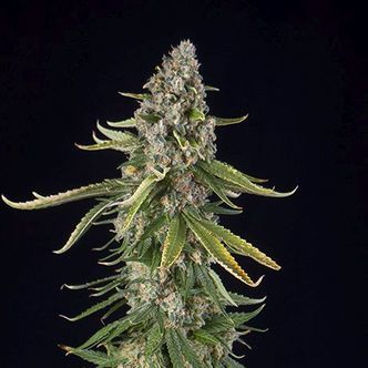 Zkittlez Automatic (Spliff Seeds) feminiserade