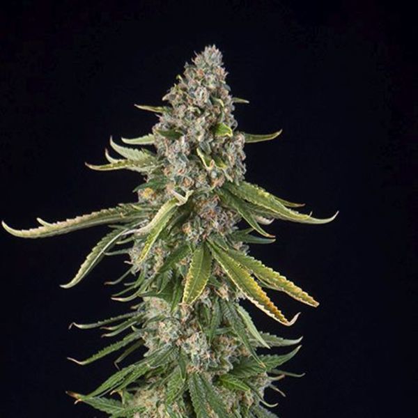 Zkittlez Autoflower (Spliff Seeds) Feminiserade