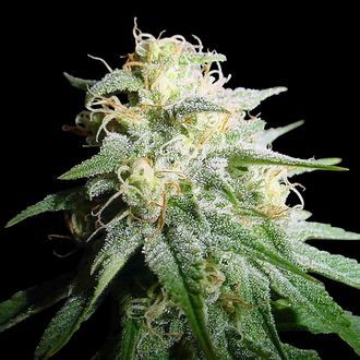 White Widow Autoflower (Spliff Seeds) Feminiserade