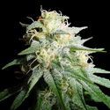 White Widow Autoflower (Spliff Seeds) Feminiserade