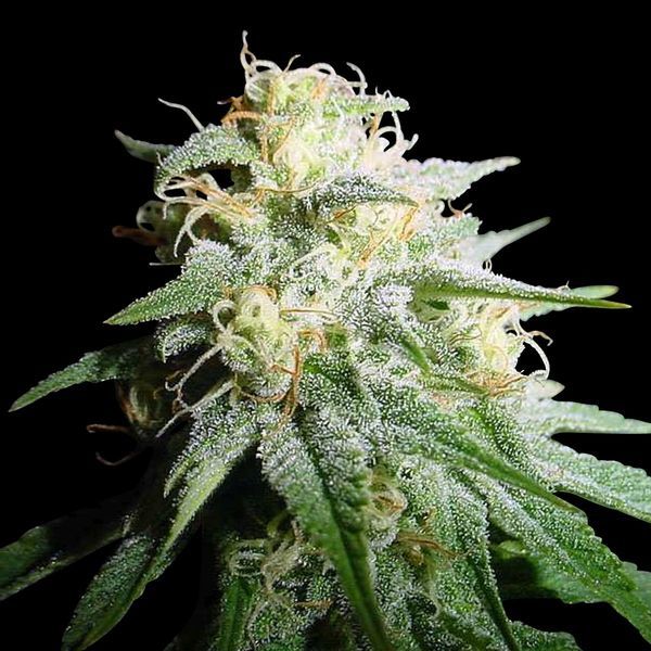 White Widow Autoflower (Spliff Seeds) Feminiserade