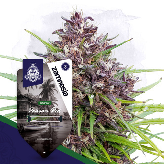 Panama Red (Zamnesia Seeds) Feminiserade cannabisfr&ouml;n