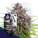 Panama Red (Zamnesia Seeds) Feminiserade