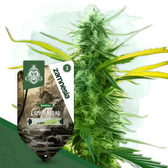 Lamb's Bread (Zamnesia Seeds) Feminiserade