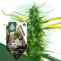 Lamb's Bread (Zamnesia Seeds) Feminiserade