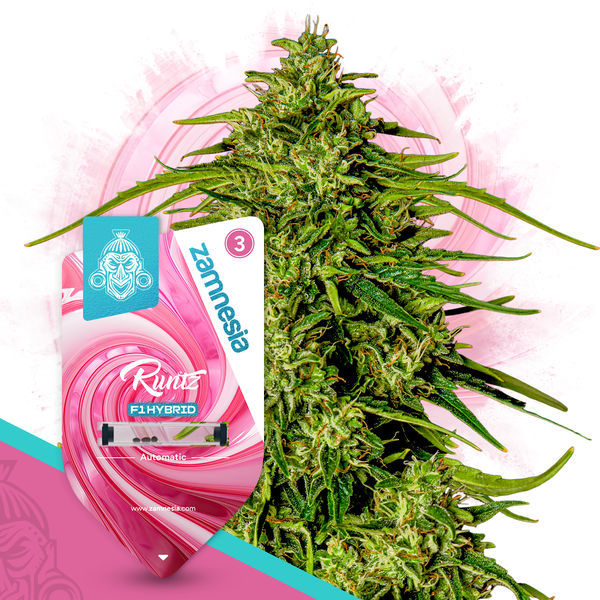 Runtz F1 Autoflower (Zamnesia Seeds) Feminiserade