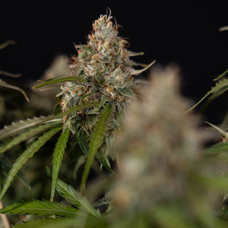 Runtz F1 Autoflower (Zamnesia Seeds) Feminiserade