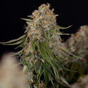 Runtz F1 Autoflower (Zamnesia Seeds) Feminiserade