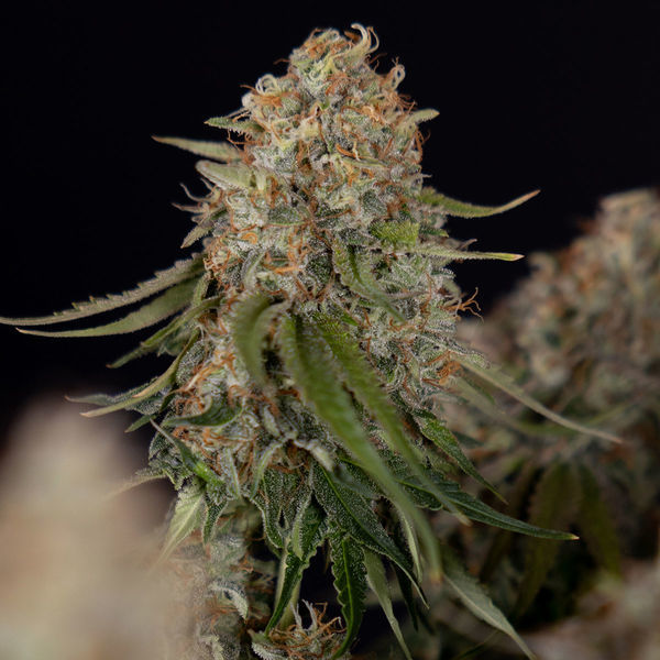 Runtz F1 Autoflower (Zamnesia Seeds) Feminiserade