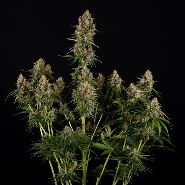 Runtz F1 Autoflower (Zamnesia Seeds) Feminiserade