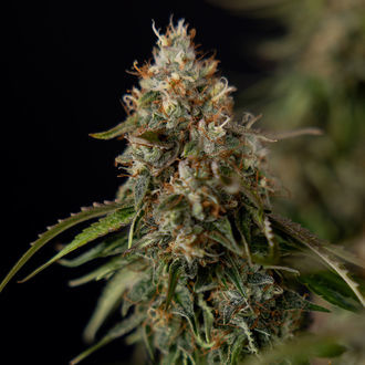 Runtz F1 Autoflower (Zamnesia Seeds) Feminiserade