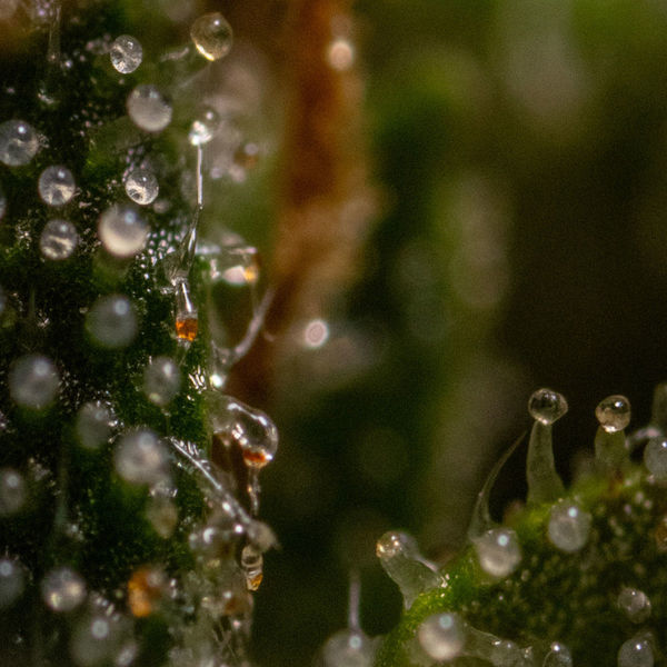 Runtz F1 Autoflower (Zamnesia Seeds) Feminiserade