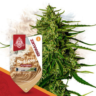 Do-Si-Dos F1 Automatic (Zamnesia Seeds) feminiserade