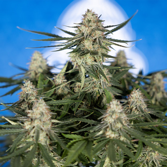 Do-Si-Dos F1 Autoflower (Zamnesia Seeds) Feminiserade