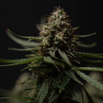 Do-Si-Dos F1 Autoflower (Zamnesia Seeds) Feminiserade