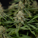 Do-Si-Dos F1 Autoflower (Zamnesia Seeds) Feminiserade