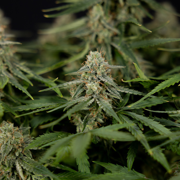 Do-Si-Dos F1 Autoflower (Zamnesia Seeds) Feminiserade