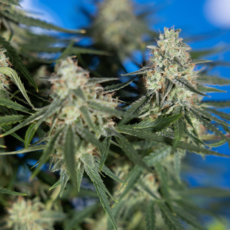 Do-Si-Dos F1 Autoflower (Zamnesia Seeds) Feminiserade