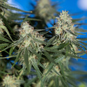 Do-Si-Dos F1 Autoflower (Zamnesia Seeds) Feminiserade