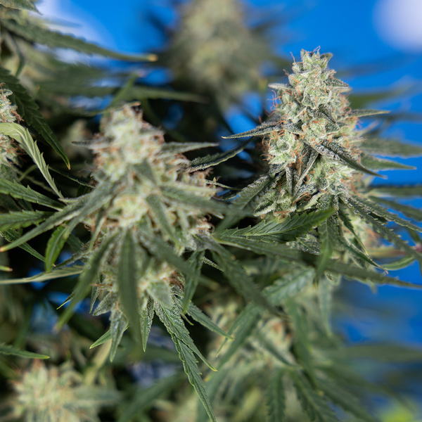 Do-Si-Dos F1 Autoflower (Zamnesia Seeds) Feminiserade