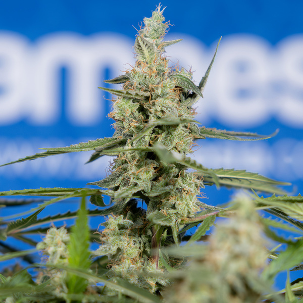 Do-Si-Dos F1 Autoflower (Zamnesia Seeds) Feminiserade