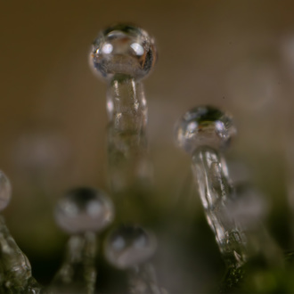 Do-Si-Dos F1 Autoflower (Zamnesia Seeds) Feminiserade