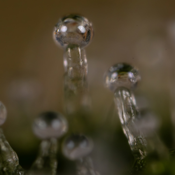 Do-Si-Dos F1 Autoflower (Zamnesia Seeds) Feminiserade