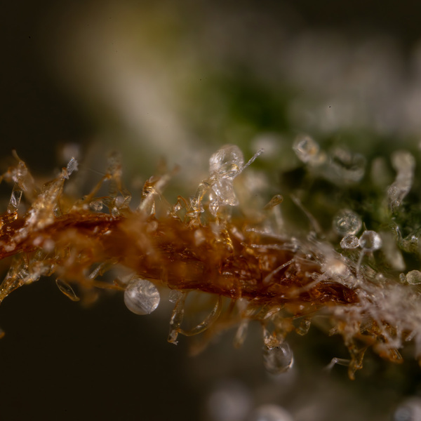 Do-Si-Dos F1 Autoflower (Zamnesia Seeds) Feminiserade