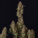 Watermelon Candy F1 Autoflower (Zamnesia Seeds) Feminiserade