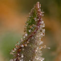 Watermelon Candy F1 Autoflower (Zamnesia Seeds) Feminiserade