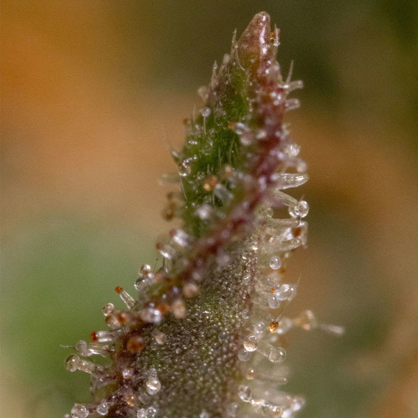 Watermelon Candy F1 Autoflower (Zamnesia Seeds) Feminiserade