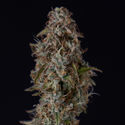 Watermelon Candy F1 Autoflower (Zamnesia Seeds) Feminiserade