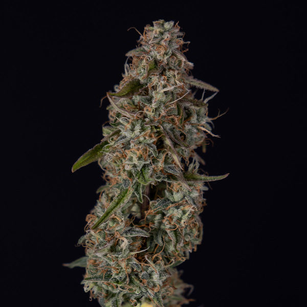 Watermelon Candy F1 Autoflower (Zamnesia Seeds) Feminiserade