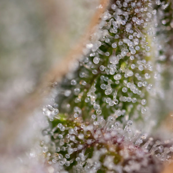 Watermelon Candy F1 Autoflower (Zamnesia Seeds) Feminiserade