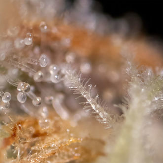 Watermelon Candy F1 Autoflower (Zamnesia Seeds) Feminiserade