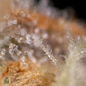 Watermelon Candy F1 Autoflower (Zamnesia Seeds) Feminiserade