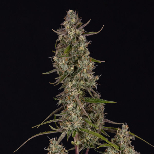 Watermelon Candy F1 Autoflower (Zamnesia Seeds) Feminiserade