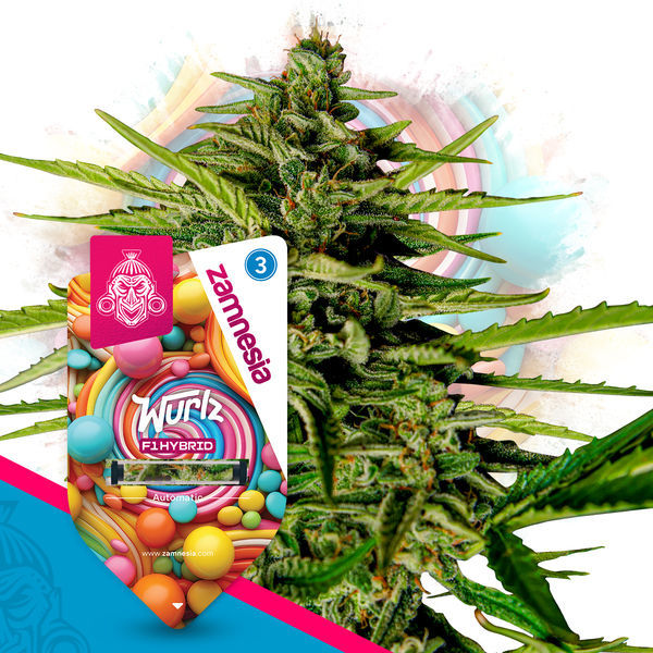 Wurlz F1 Autoflower (Zamnesia Seeds) Feminiserade